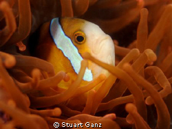 Clown fish swimming in an orange anemone. by Stuart Ganz 